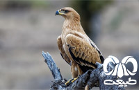 گونه عقاب دشتی Tawny Eagle